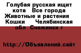 Голубая русская ищит кота - Все города Животные и растения » Кошки   . Челябинская обл.,Снежинск г.